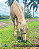 3KG EQUINO VIP MAXIMUM - Imagem 2